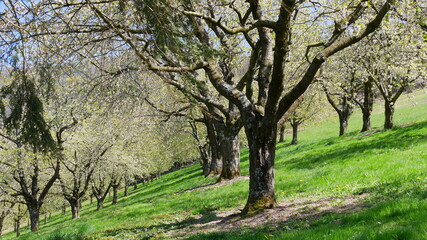 Streuobstwiese auf dem Premiumwanderweg Alde Gott in Sasbachwalden