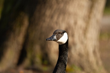country goose portrait