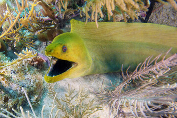 The green moray (Gymnothorax funebris) in plants at the bottom of the sea. Green moray eel with open mouth. Portrait of a large moray eel.