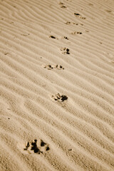 Fototapeta na wymiar Dog paw prints in the beach sand