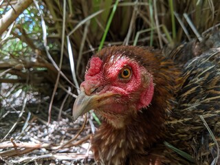 A close-up of hen face with blurred plants on background at the garden. Selective focus on hen face.