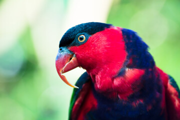 Close up de papagaio colorido