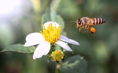 Flying Bee collecting honey on nature flower - Macro Photography Series