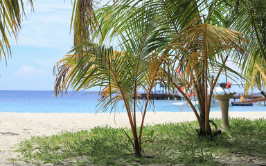 palm leaves on tropical island resort, Maldives
