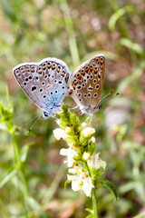 Butterflies mating on a flower