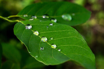 Dew drops on the leaves