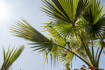 Fototapeta na wymiar A group of beautiful big green palm leaves are on the blue sky background
