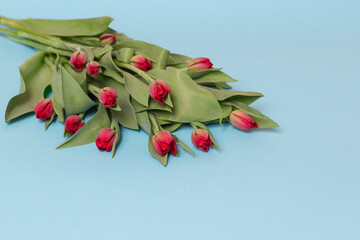 Czerwone tulipany, bukiet na niebieskim tle