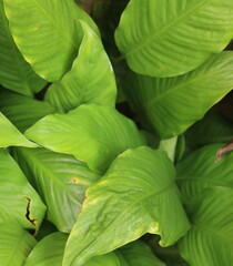 Fototapeta premium green leaves background