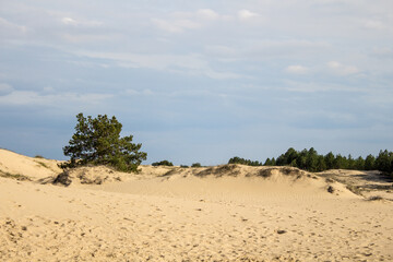 Fototapeta na wymiar Oleshkovsky sands Ukraine. Desert with trees. Protected natural park.