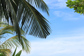 palm leaves on tropical island resort, Maldives