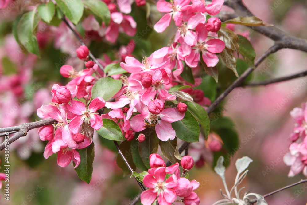 Wall mural Pink flowers of blossoming apple-tree (grade 