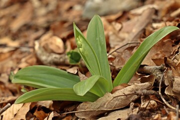 Knospendes Blasses Knabenkraut (Orchis pallens).
