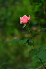 Rose flower
