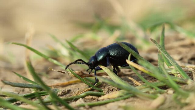 Kleiner Tatzenk&auml;fer (Timarcha goettingensis)

