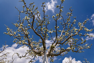 Plum orchard in the spring