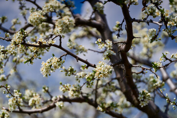 Closeup of plum flowers in the spring