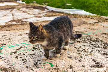 Obraz premium A gray tabby stray cat sits on the lawn . Portrait of a beautiful stray cat on the loose.