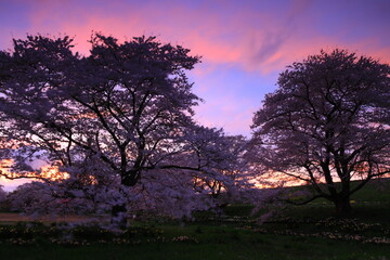 Fototapeta na wymiar 岩手県奥州市　夕焼けと桜