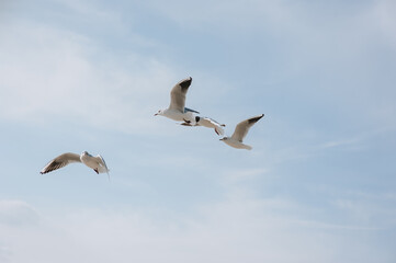 Large, beautiful white seagulls fly against the blue sky, soaring above the clouds and the ocean, spreading their long wings in the daytime. Spring photography of a bird.