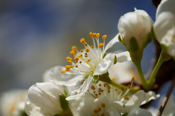 Closeup of plum flowers in the spring