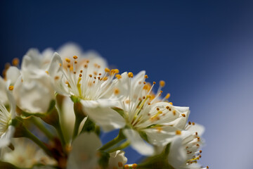 Closeup of plum flowers in the spring