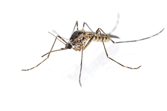 Female mosquito (Culiseta annulata) isolated on white background.