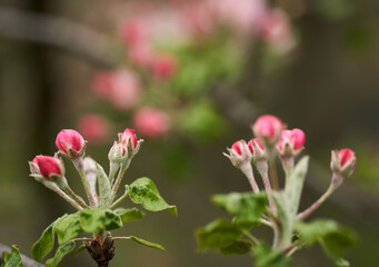 Apple flowers blooming in the spring