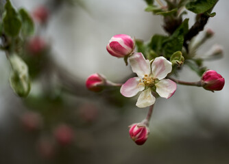 Fototapeta na wymiar Apple flowers blooming in the spring