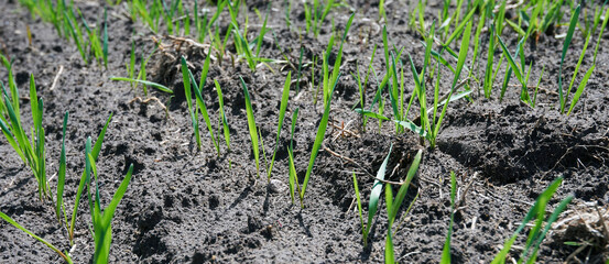young winter barley in the spring on a sunny field