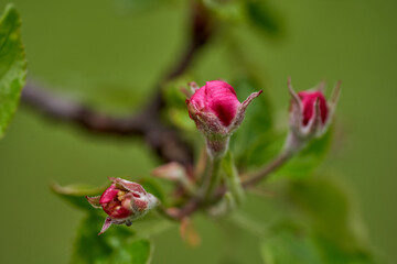 Apple flowers blooming in the spring
