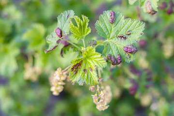 A close-up of the leaves of a diseased plant. Leaves affected by disease. Currant bush. Gardening, growing plants.