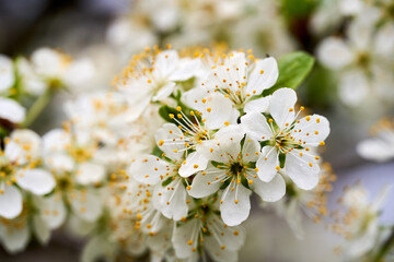 Plum flowers in the spring