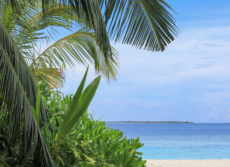palm leaves on tropical island resort, Maldives