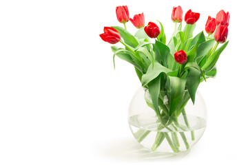 Rote Tulpen freigestellt