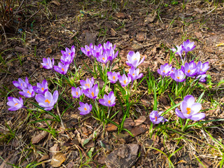 Crocuses