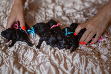Black newborn poodle puppies lie on a blanket. Small crumbs with bows on the back