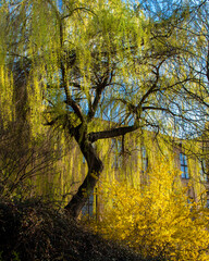 yellow forsythia and golden willow tree in spring in front of yellow brick building.