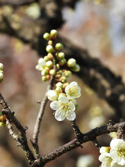 ほころび始めた白梅