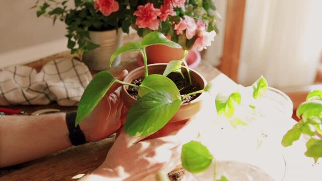 Closeup on man hands while taking care of a Potos plant (Epipremnum) on wooden table with gardening accessories