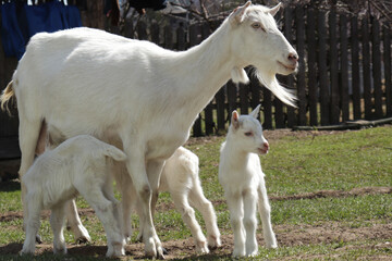 Obraz na płótnie Canvas white goats on a farm