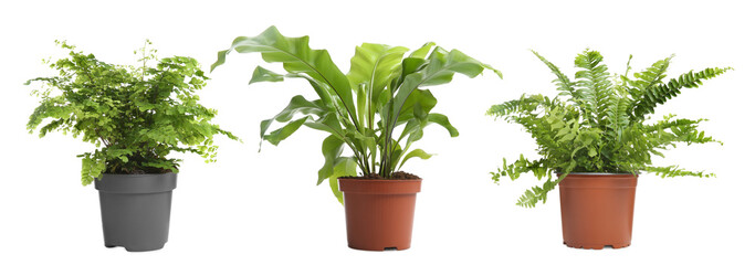 Set with beautiful ferns in pots on white background. Banner design © New Africa