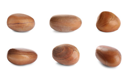 Set with jackfruit seeds on white background