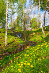 Blooming dandelions in a pasture by a waterfall in spring