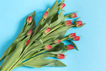 Bukiet kwitnących, czerwonych tulipanów, na niebieskim tle