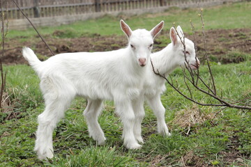 white goats on a farm