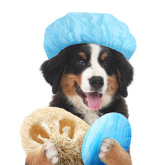 Cute funny dog with shower cap and different accessories for bathing on white background