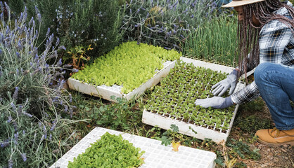 Farmer senior worker preparing seedlings in a box with soil inside vegetables farm - Healthy food...