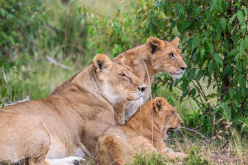 Fototapeta na wymiar Lioness with cubs lying down and watching