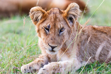 Lion Cub lying in the grass and resting